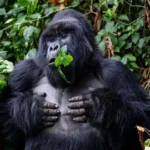 Bwindi Gorilla Experience