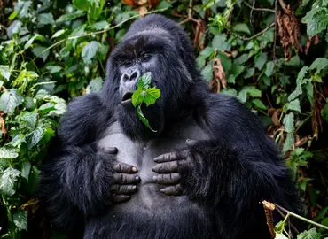 Bwindi Gorilla Experience