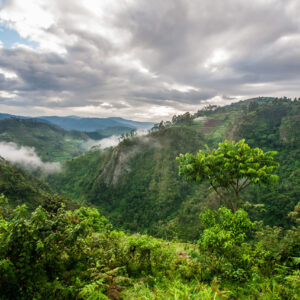 Read more about the article Bwindi Impenetrable Forest: A UNESCO World Heritage Treasure Worth Protecting