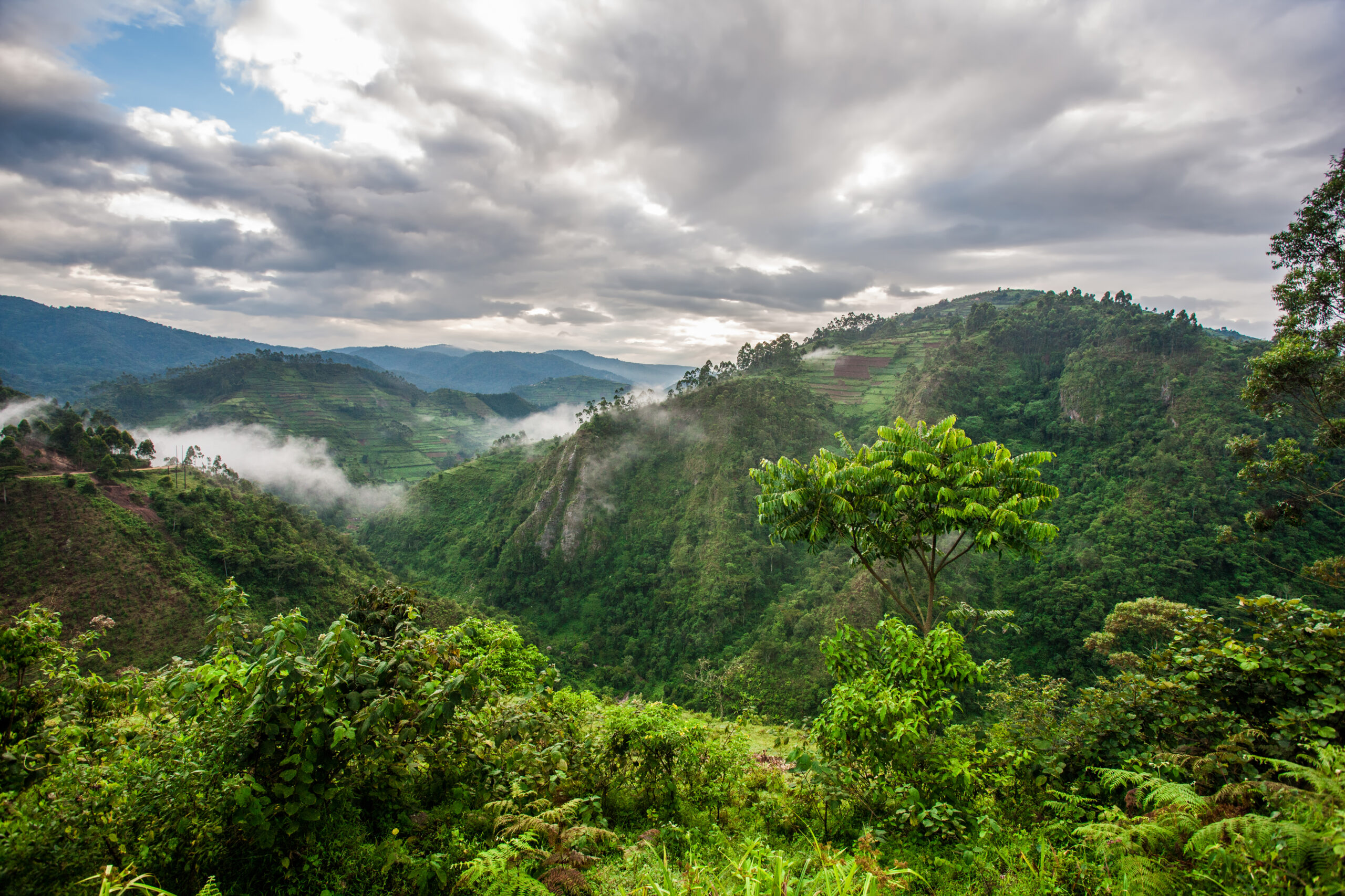 Bwindi Impenetrable Forest: A UNESCO World Heritage Treasure Worth Protecting