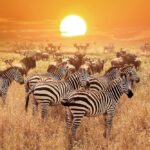 East Africa Safari Tours