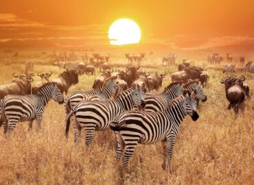 East Africa Safari Tours