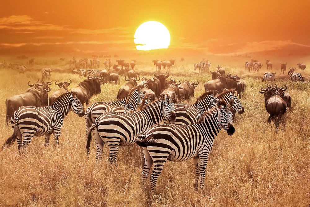 2026 Travel Trends: Why East Africa Is the Next Big Thing for Explorers