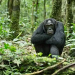 Gorilla Chimpanzee Trekking Uganda