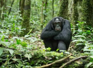 Gorilla Chimpanzee Trekking Uganda