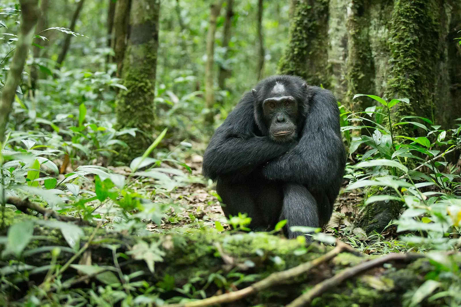 Gorilla Chimpanzee Trekking Uganda