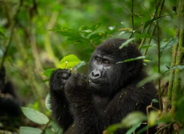 Gorilla Trekking Bwindi