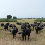 Bwindi Mburo Safari Experience