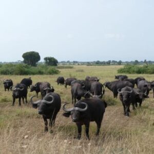 Read more about the article Planning an East Africa Safari in 2026: What Travellers Need to Know