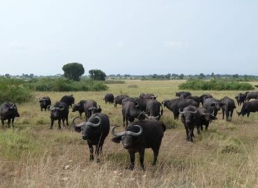 Bwindi Mburo Safari Experience