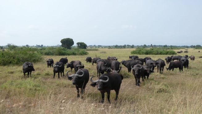 Bwindi Mburo Safari Experience