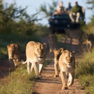 Read more about the article Explore Kasenyi Plains – Queen Elizabeth National Park, Uganda