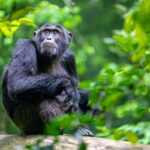 10 Days Uganda Wildlife, Chimpanzee & Gorilla Tracking Safari