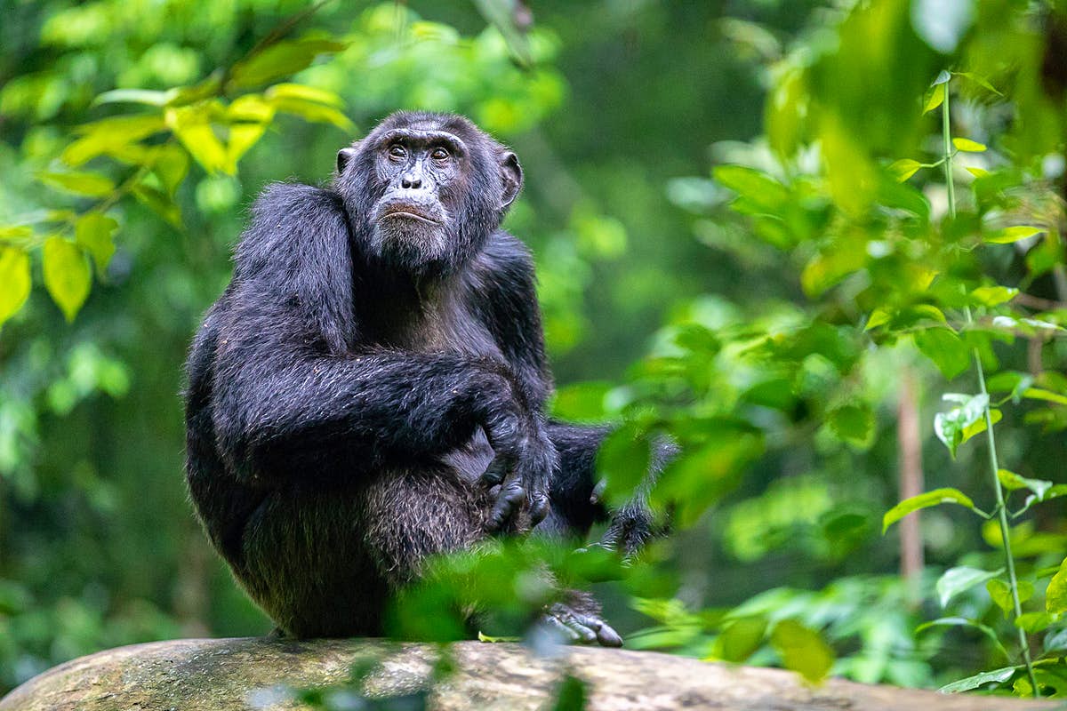You are currently viewing 10 Days Uganda Wildlife, Chimpanzee & Gorilla Tracking Safari
