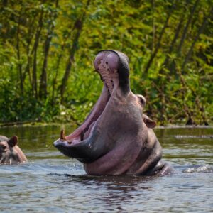 Read more about the article A Complete Murchison Falls Safari Experience