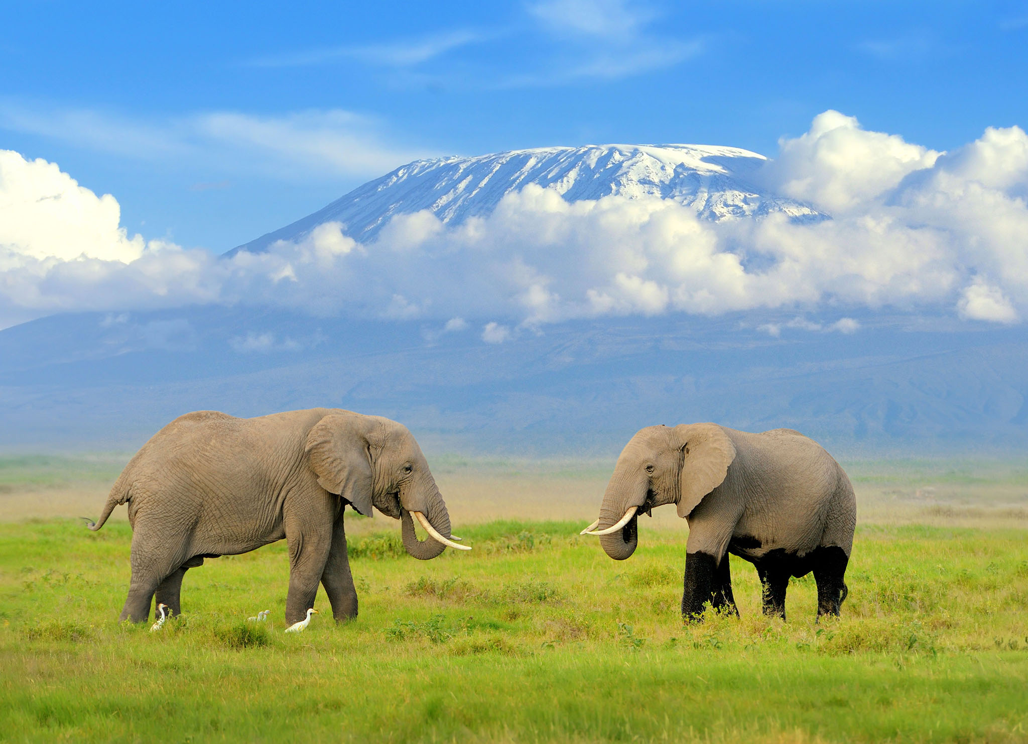 Top 10 East Africa Safari Packages for 2026