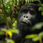 Uganda Primate Safari