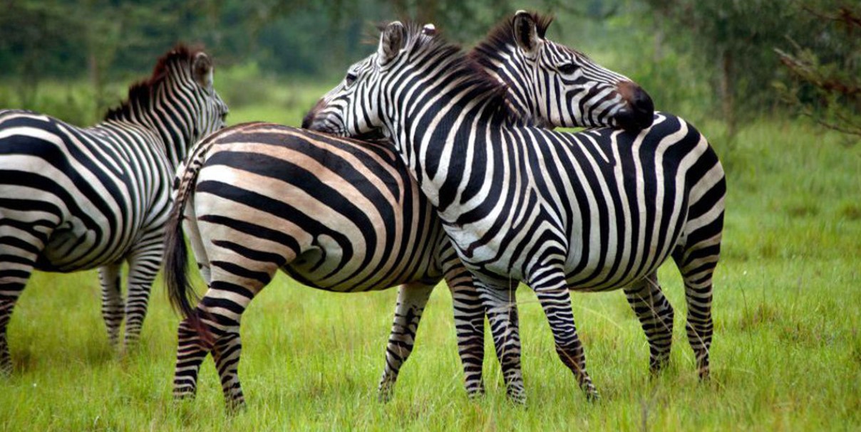 You are currently viewing 4 Days Bwindi Gorillas & Lake Mburo Safari – Gorilla Trekking & Wildlife Adventure in Uganda