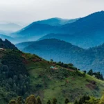 Bwindi impenetrable gorilla treks