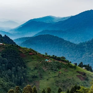 Read more about the article Bwindi Impenetrable Forest: A UNESCO World Heritage Treasure Worth Protecting