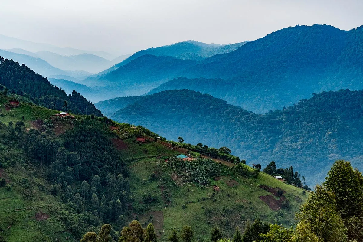 Read more about the article Bwindi Impenetrable Forest: A UNESCO World Heritage Treasure Worth Protecting