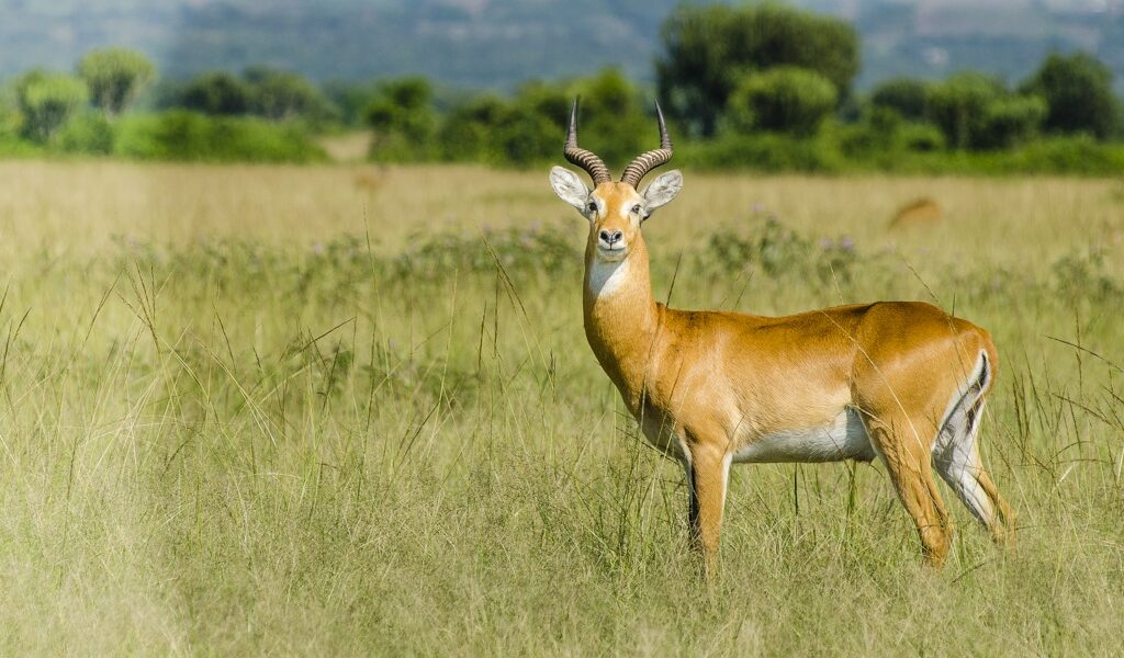 Kasenyi plains in Queen Elizabeth national park