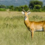 Kasenyi plains in Queen Elizabeth national park