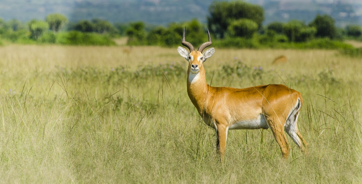 Read more about the article Planning an East Africa Safari in 2026: What Travellers Need to Know