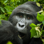 6 Days Uganda Gorillas, Chimps & Wildlife Safari