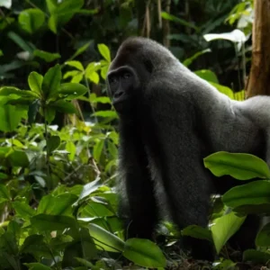 Read more about the article Gorilla Permits in Africa: How to Book Easily in Uganda, Rwanda, Congo & Gabon