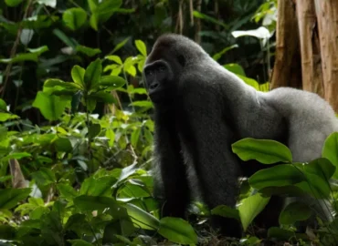 Gorilla permits in Africa