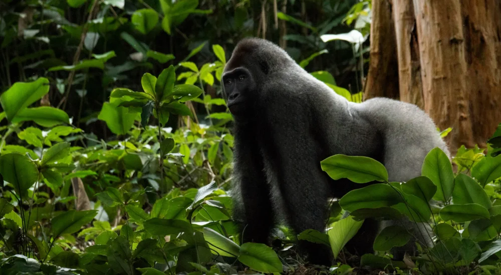 Gorilla Permits in Africa: How to Book Easily in Uganda, Rwanda, Congo & Gabon
