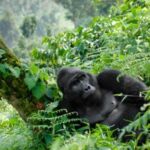 12 Days Ultimate Uganda Safari – Gorillas, Chimpanzees, Big Five & Wildlife Adventure