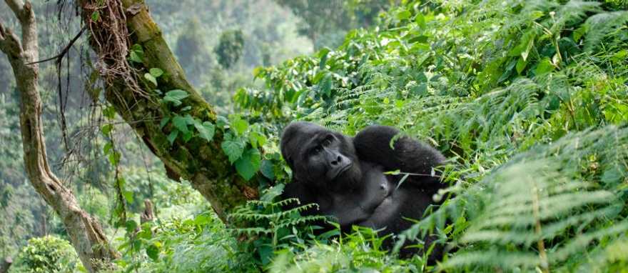 You are currently viewing 12 Days Ultimate Uganda Safari – Gorillas, Chimpanzees, Big Five & Wildlife Adventure