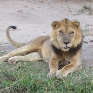 Read more about the article Mweya Peninsula – Queen Elizabeth National Park Uganda