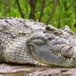 Crocodile in Murchison falls national park
