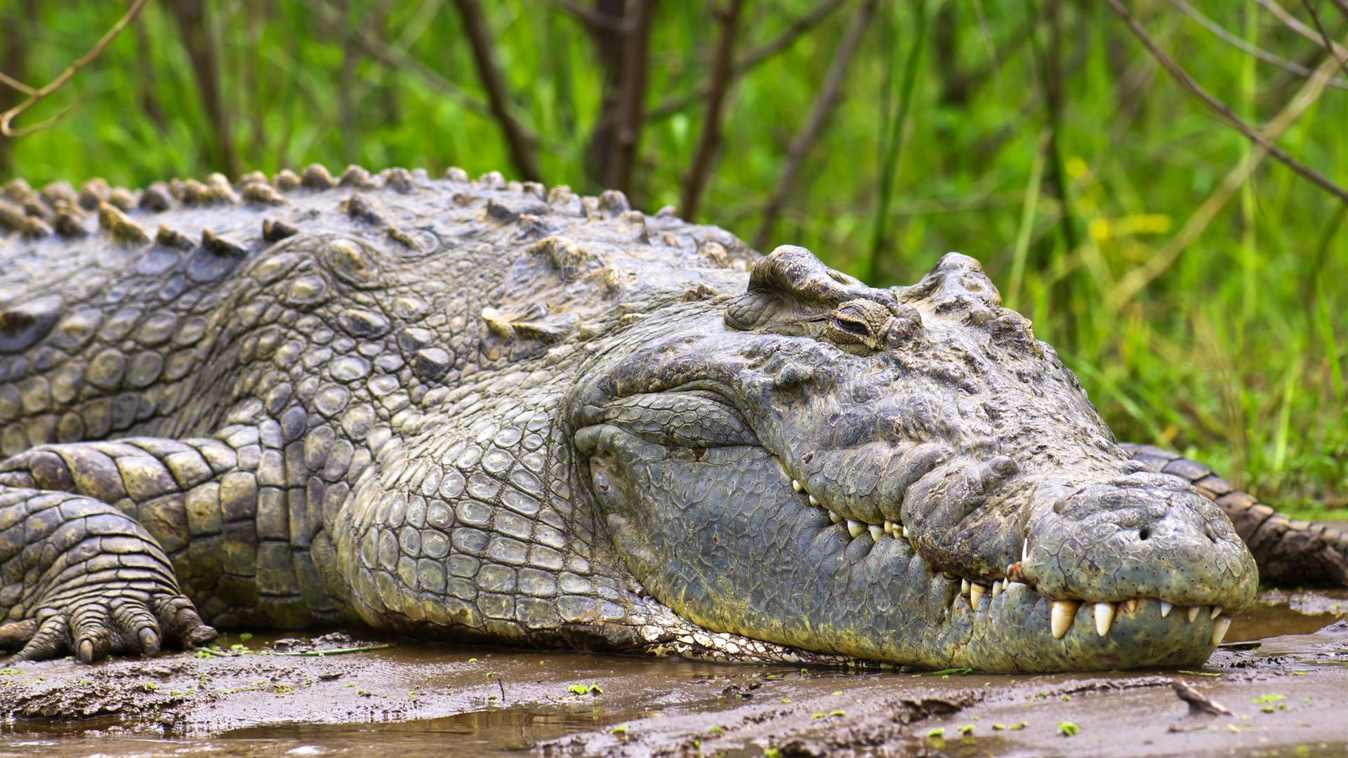 Read more about the article Disabled Travelers Guide to Murchison Falls Safaris