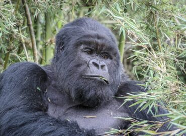 see gorillas without trekking