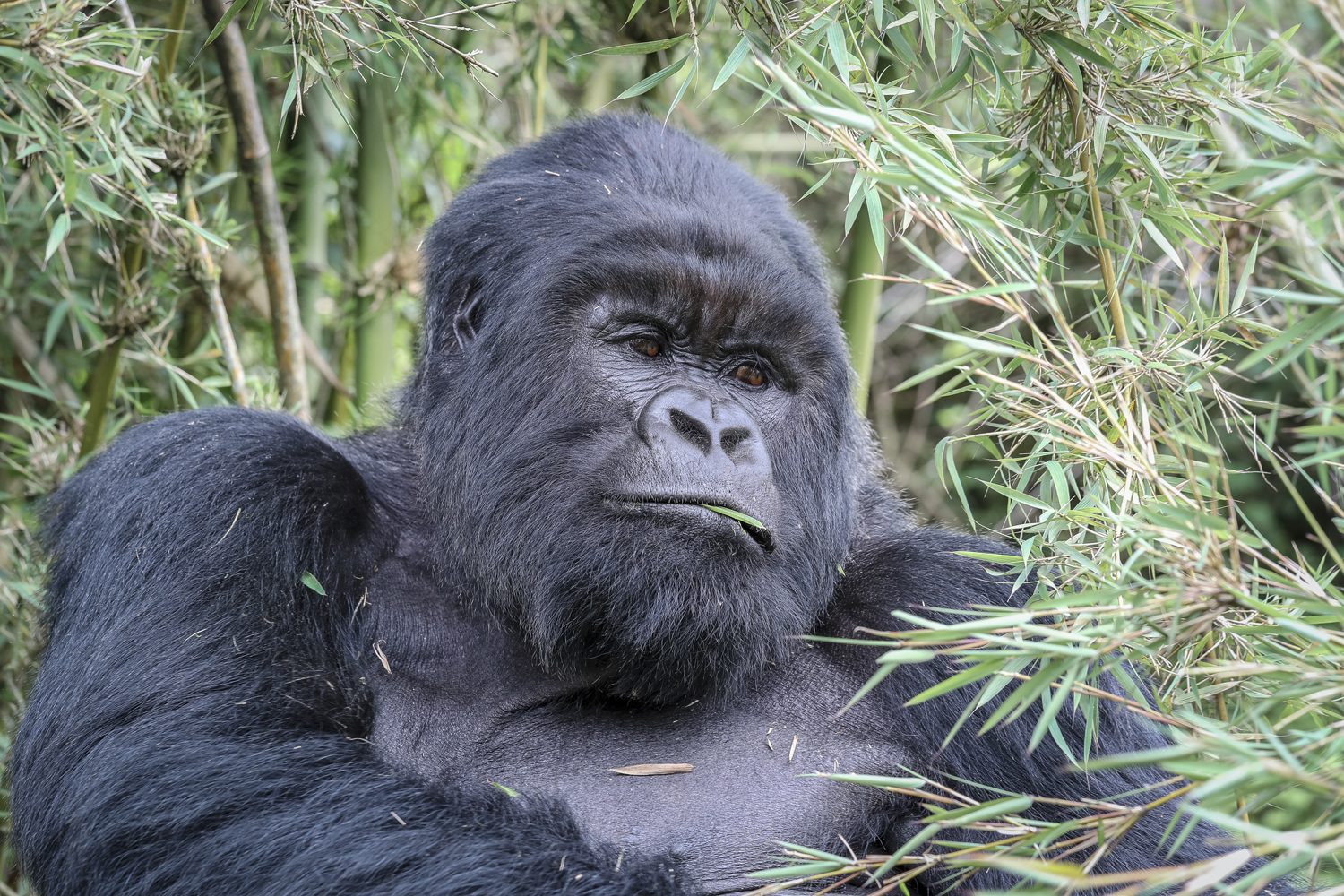 How to See Gorillas Without Trekking in Africa