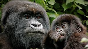 You are currently viewing 12 Days Ultimate Uganda Safari – Gorillas, Chimpanzees, Big Five & Wildlife Adventure