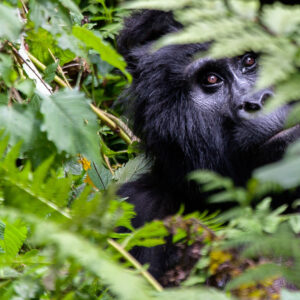 Read more about the article Gorillas vs Chimpanzees: Key Differences and Fascinating Similarities