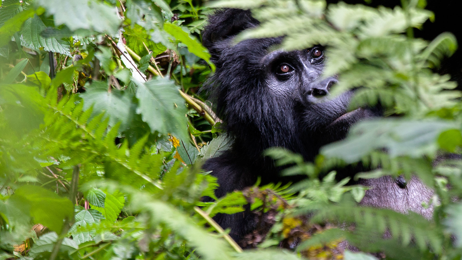 You are currently viewing 10 Days Uganda Wildlife, Chimpanzee & Gorilla Tracking Safari