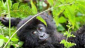 You are currently viewing 7 Days Uganda Primates & Wildlife Adventure – Chimpanzees, Lions & Murchison Falls