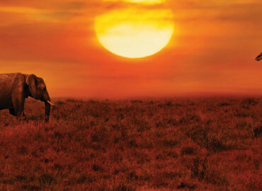 East Africa safari tours