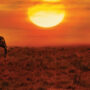 East Africa safari tours