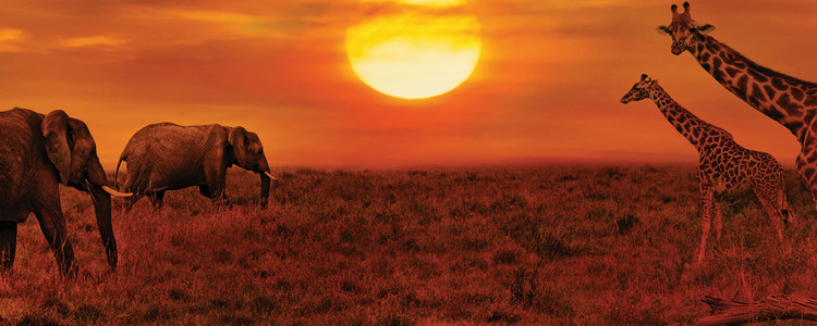 East Africa safari tours