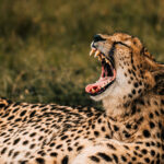 East Africa Content Creation