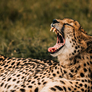 Read more about the article East Africa’s Top Content Creation Destinations for 2026