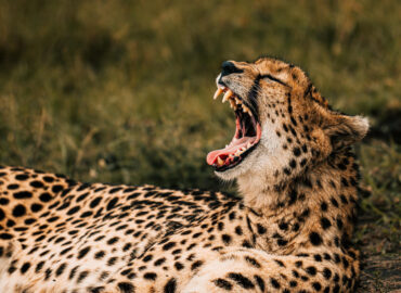 East Africa Content Creation