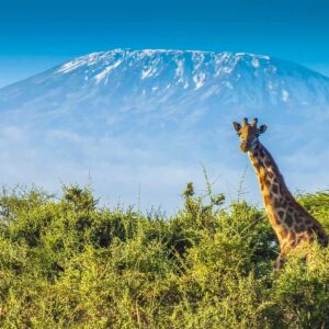 Read more about the article East Africa Multi-Country Safaris: Explore Uganda, Rwanda, Kenya & Tanzania